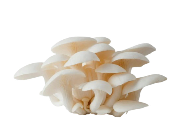 Oyster Mushroom