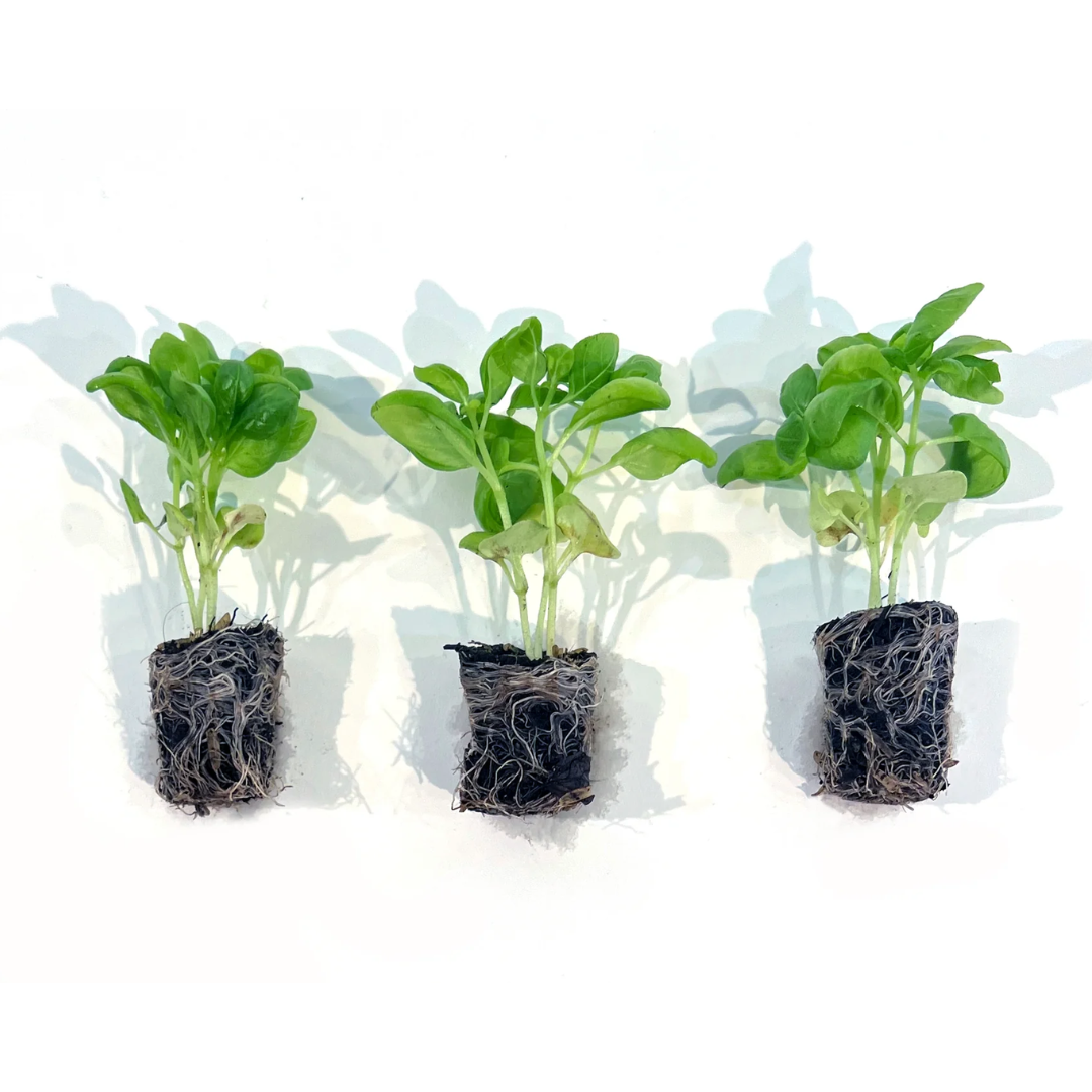 Basil seedlings tray