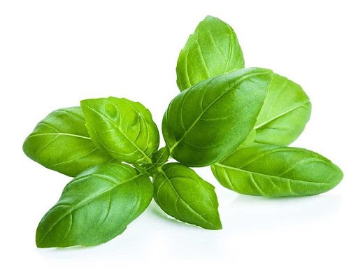 Basil Basil