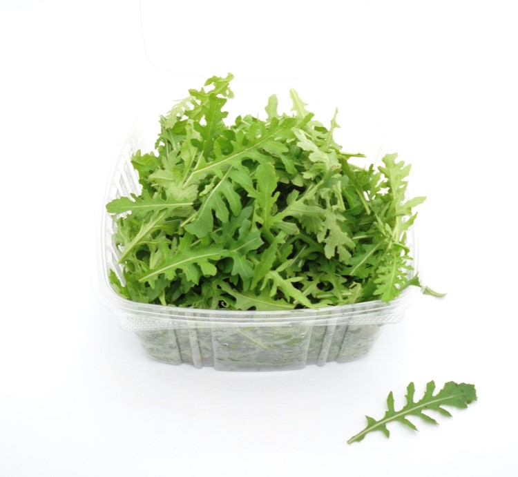 ARUGULA ROCKET Microgreen Lettuce