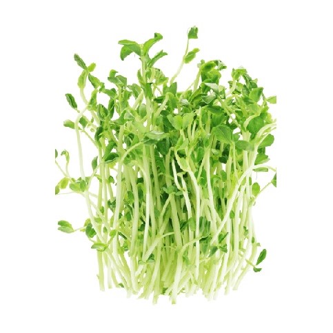 Chinese Cress / Pea Shot